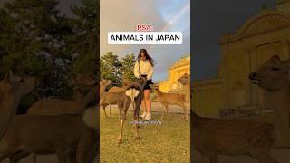I love Japan, but animal welfare standards are subpar  #japantravel #zoo #aquarium #animalcafe