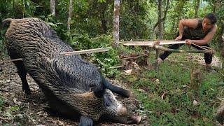 Ambush with bow and arrow and trap wild boar, wild chicken to roast and eat, survival instinct