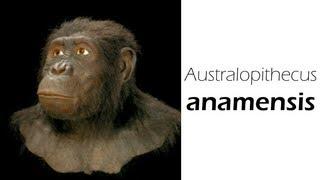 Australopithecus anamensis