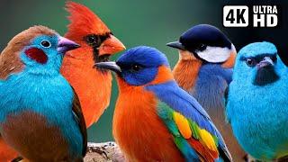 Nature Birds Sounds For Relaxing | Most Amazing Birds of the World | Stress Relief | No Music