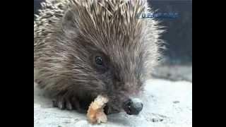 Острые зубы ежика / The hedgehog likes a balyk