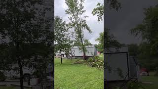 Swinging A Hardwood Tree 180 with a dutchman and a winch