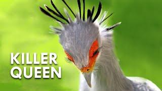 Secretary Birds: Killer Queens