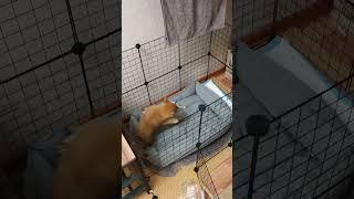 Щенок сиба-ину сбежал из вольера #собака #щенок #pets #shibalife #babyshiba #shiba #puppy