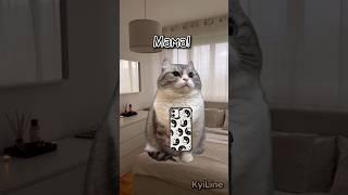 Добьём 80к до зимы? #рекомендации #кот #tiktok #юмор #shorts #котики #футажи #топ