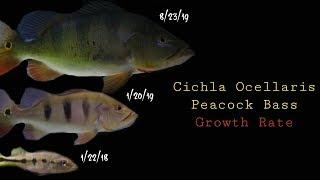 Watch My Butterfly Peacock Bass Grow From 3 to 14 Inches