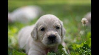 Cuccioli di Labrador e Golden Retriever.