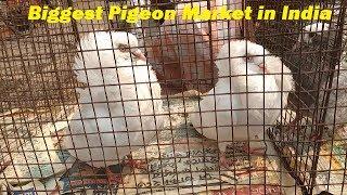 Biggest Pigeon Market in India - Pet Birds Market in India Part # 3