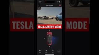Tesla Live 360 Cameras Sentry Mode #Tesla #sentrymode