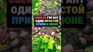 Свекла выросла большая и сладкая как мед