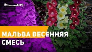  Семена цветов Мальва весенняя смесь  Планета Агро