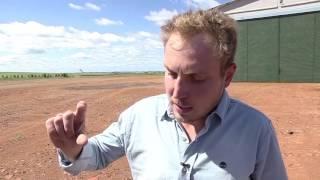 Milho: saiba como produzir 200 sacas por hectare