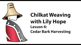 Chilkat Weaving with Lily Hope Lesson 4: Cedar Bark Harvesting