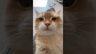 Kiss Kiss Cat V5 #cat #kisscat