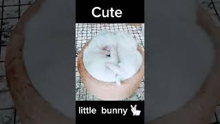 my little bunny
