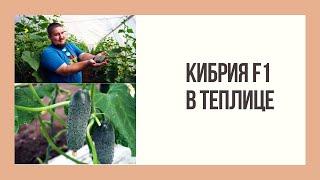 Огірок Кібрія відео, опис, характеристика. Де придбати насіння. Врожайність