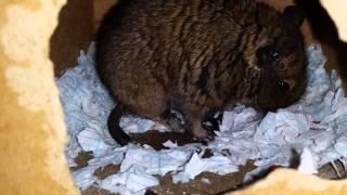 Degu babies