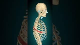 Intercostal muscles