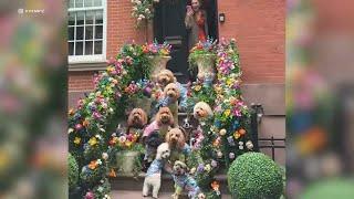Viral decorated stoop on Upper East Side becomes 'must-see' NYC attraction