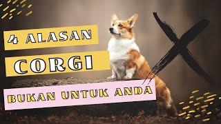 4 Alasan Utama Tidak Memilih Anjing Corgi.