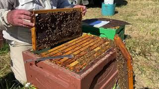 Non-adversarial beekeeping. How to work a beehive, minimising stings & stress to the bees.