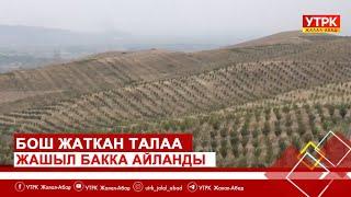 Бош жаткан талаа жашыл бакка айланды