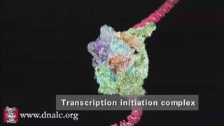 DNA Transcription (Advanced)