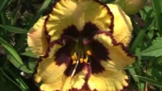 лилейник daylily ANSWERING ANGELS.mpg