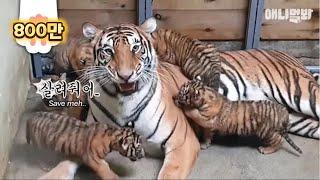 하나도 둘도 아닌 셋.. 도 아닌 넷..도 아닌 다섯이라네 아기 호랑이 오둥이 탄생ㅣIt’s A Hit.. Birth Of Quintuplets Korean Tigers