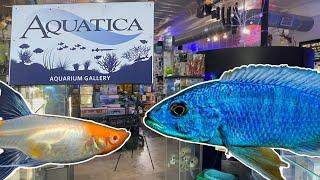 Aquatica Aquarium Gallery,  A Fish Store with Everything!