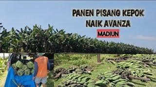 PANEN PISANG KEPOK!!!!