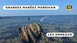 la pêche aux ormeaux : mes secrets de pêcheur - Pêche à pied Bretagne sud