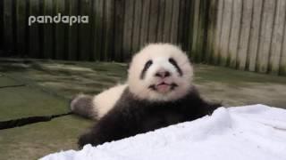 Panda baby’s crying voice