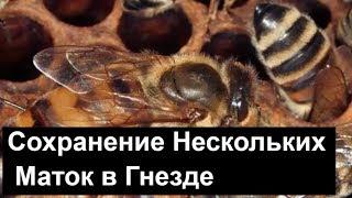 №40 .Сохранение Нескольких Маток в Гнезде Эксперемент. Пчеловодство. Пасека