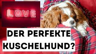 Der perfekte Kuschelhund?  Diese Rasse lieben alle!