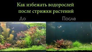 Как избежать водорослевой вспышки после стрижки растений