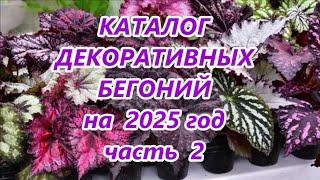 КАТАЛОГ ДЕКОРАТИВНЫХ БЕГОНИЙ  на 2025 год  часть 2