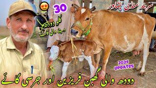 Dairy Milk Cow Sarband Mandi Peshawar New Updates 2024 | Jersey Cow Price | Khyber Social Tv