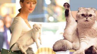 Taylor Swift's cats are being super cute and funny for 6 minutes and 28 second