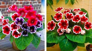 How to Plant Gloxinia: Summer Garden Guide