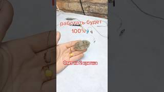 Снасть для рыбалки на карпа на 2 крючка / карпфишинг