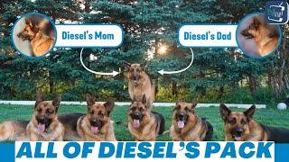 Meet Diesel's Family: Parents, Nephews, Cousins | Hudson & Rex Season 8 Cast