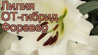 Лилия от-гибрид Форевер (lilium ot-hybrids forever)  обзор: как сажать, луковицы лилии Форевер