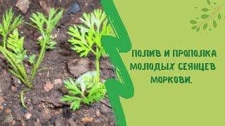 Полив и прополка молодых сеянцев моркови. Подсказки начинающим огородникам