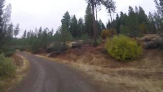 Deer Scouting in the Trinity National Forest