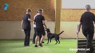 Qualification - Beate Biesenbach + Naphini amazing Ashanti/Labrador Retriever - Austria