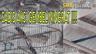 MB GEMBEL NINGRAT MILIK YULIANTO !!!SMB PLATINUM