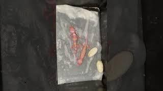 Newly Hatch Gecko #geckos #reptile #shorts