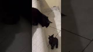 Biker gives kitten amazing life