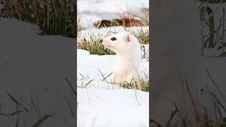 winter weasel ermine long tailed weasel white tornado (cropped slightly awkwardly for reels)
